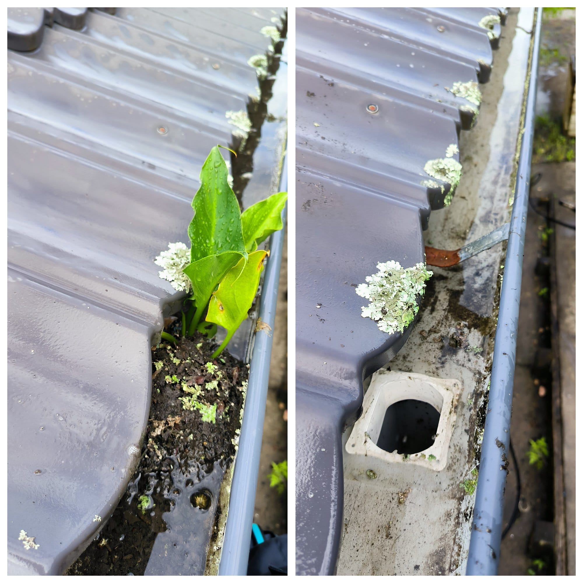 Gutter Cleaning